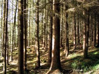 /album/parks-etc/ireland-1-jpg/